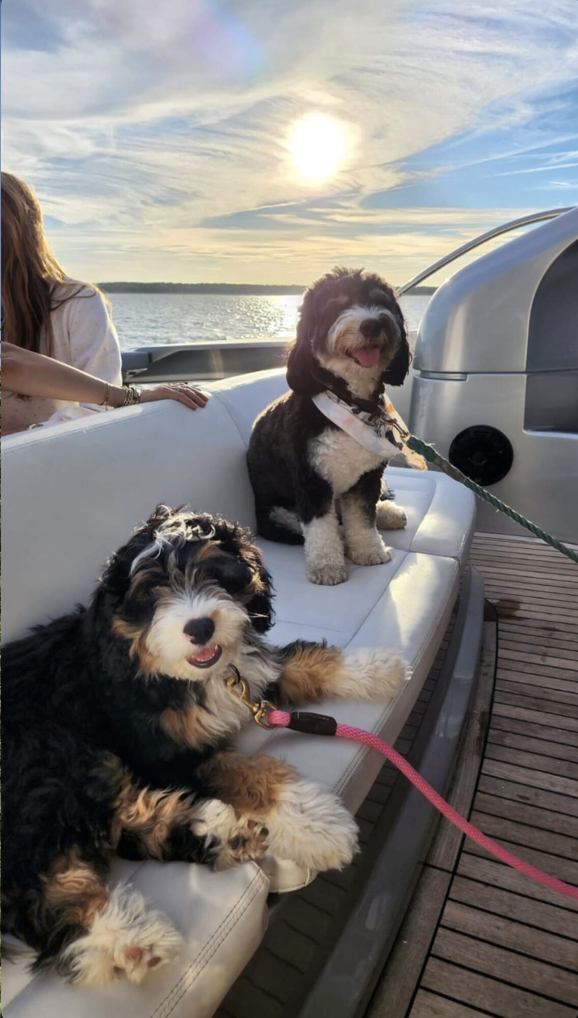 Two Bernese mountain dogs relaxing on the sun pad aboard a Hamptons charter