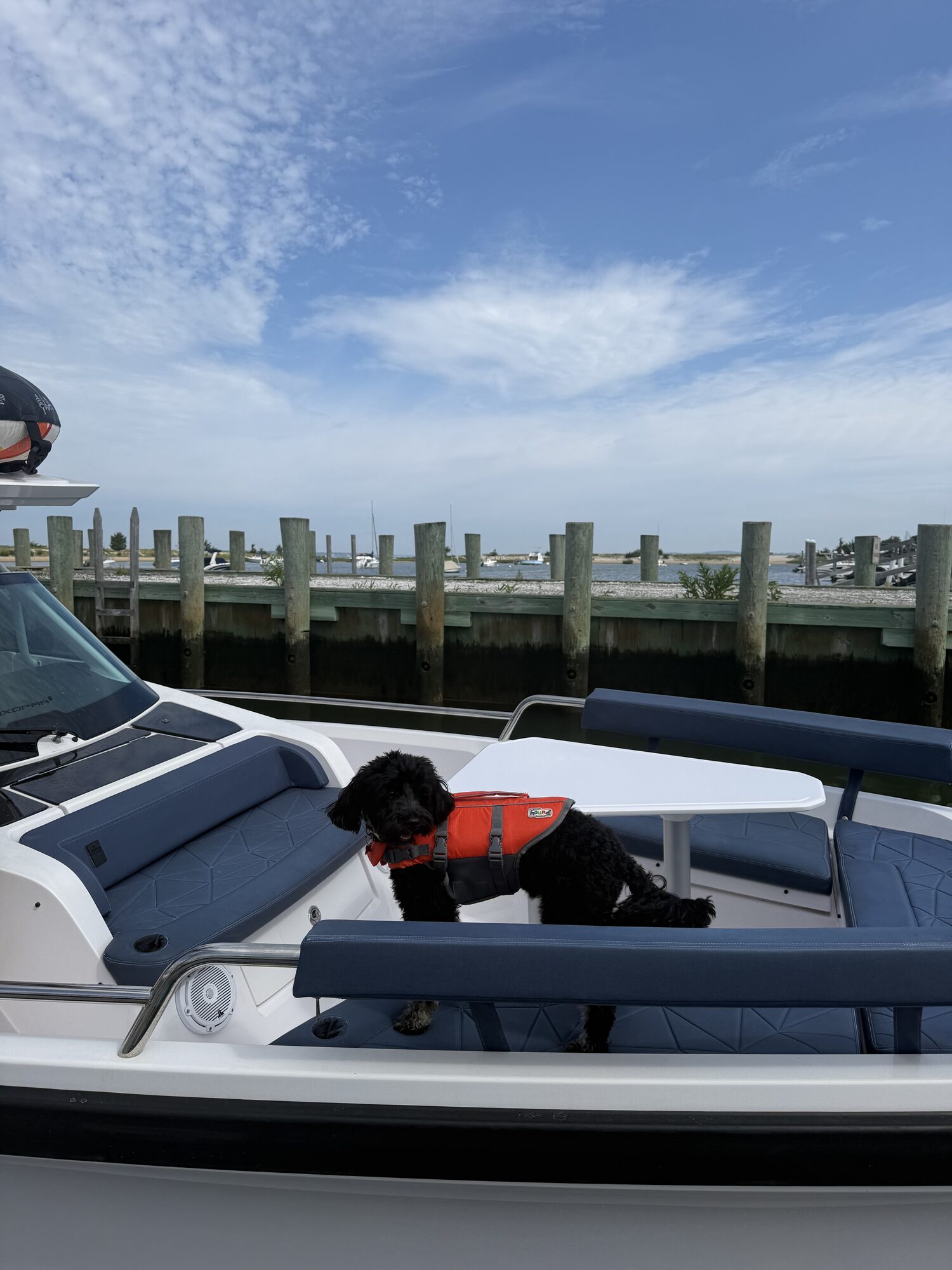 Ship's dog in a life vest aboard a Yacht Hampton charter