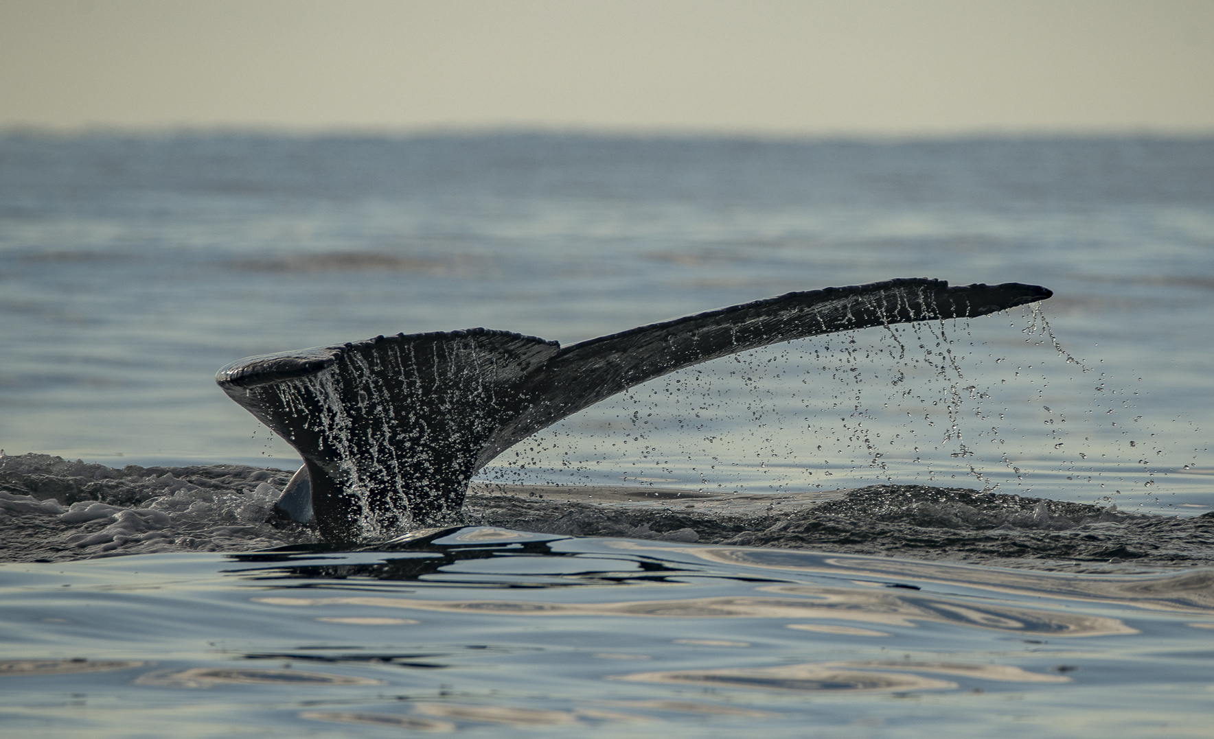 Whale Watching in Montauk