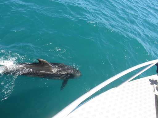 Dolphin Watching Tour