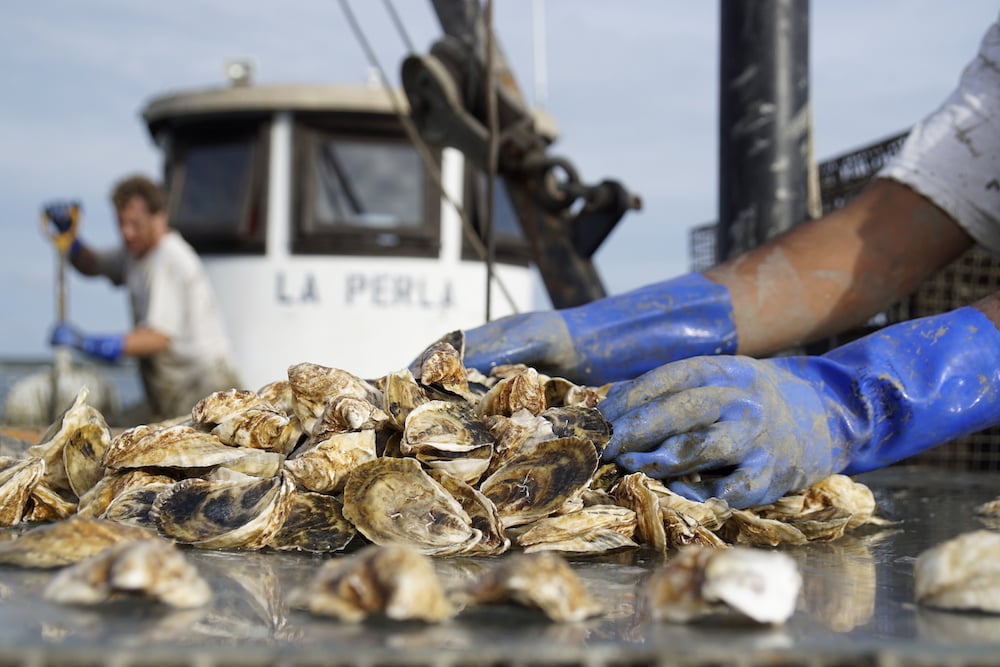 Greenport_Oyster farming_history